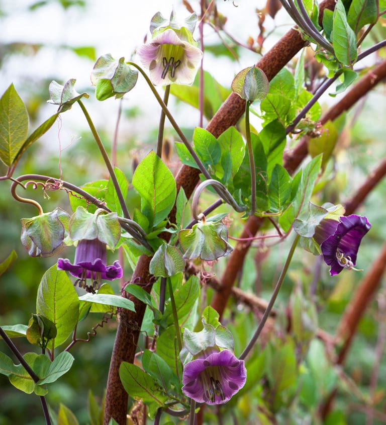 Growing climbers