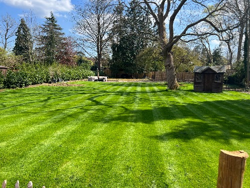 Mature Leylandii screening being removed from the boundary of a Cobham garden