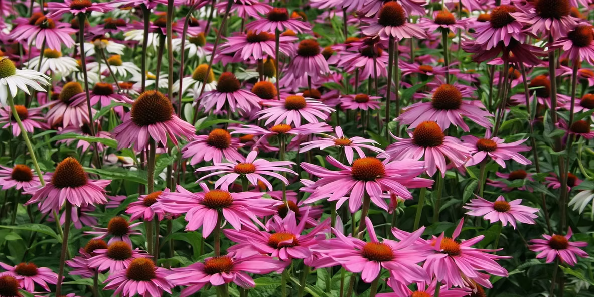 Echinacea