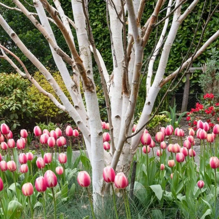 multi-stem tree