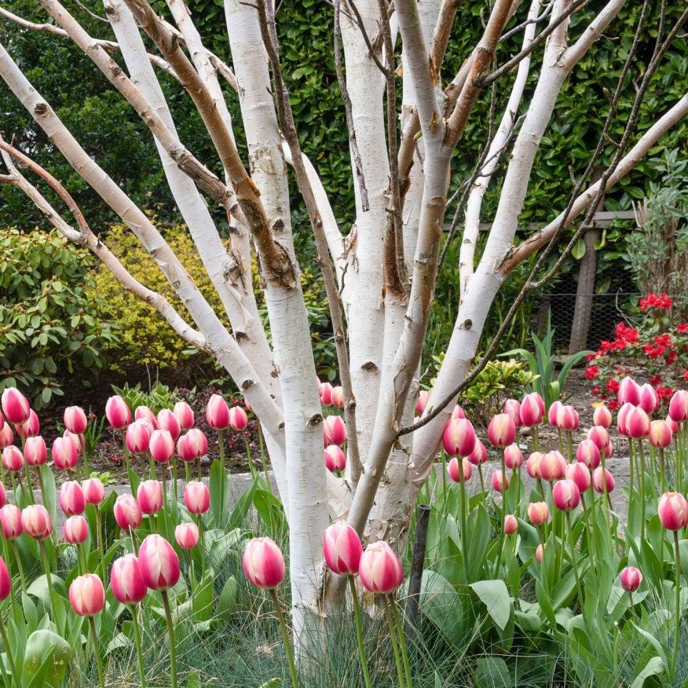 Multi-stem trees