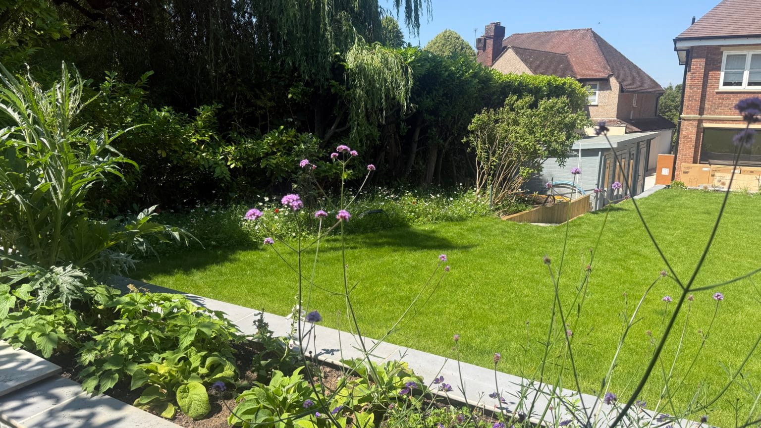 Naturalistic planting border in a Surbiton garden with Verbena bonariensis and cardoon beside a curving lawn, by Flourish Landscaping