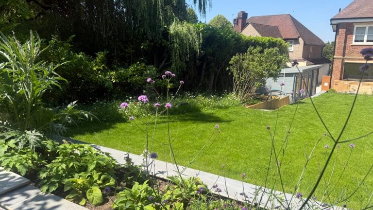 Naturalistic planting border in a Surbiton garden with tall purple Verbena bonariensis and architectural cardoon (Cynara cardunculus) foliage beside a curving lawn edged with natural stone paving, designed and built by Flourish Landscaping