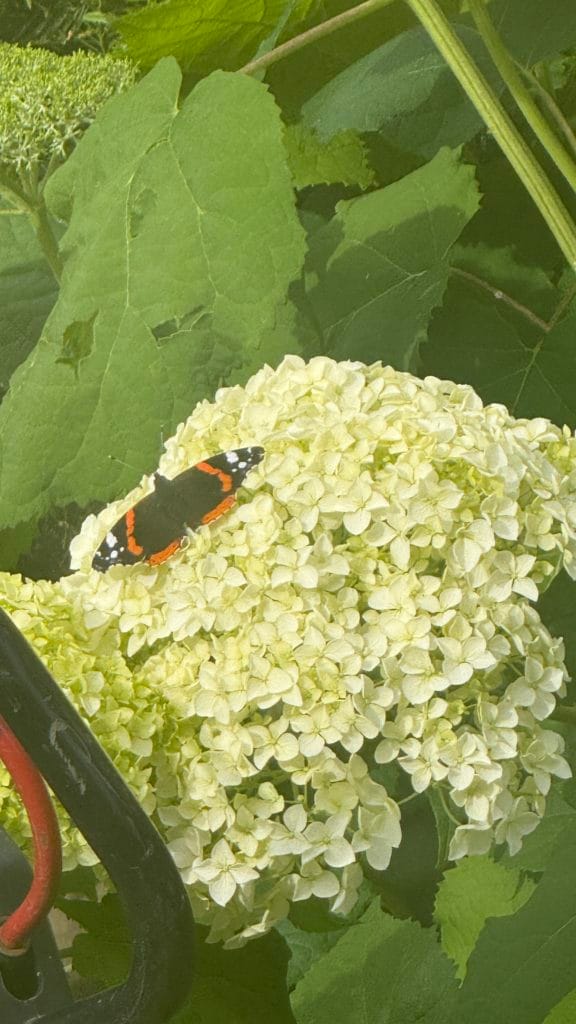 A butterfly visiting Hydrangea paniculata in a garden maintained by Flourish Landscaping