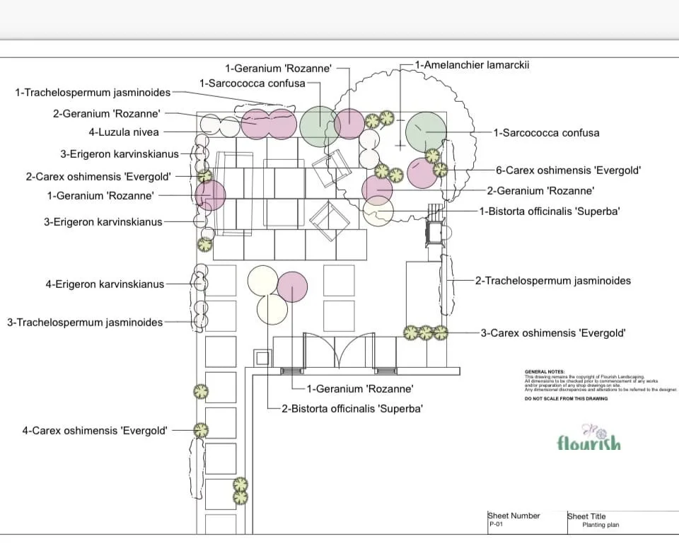 Flourish Landscaping scaled planting plan for a Kingston upon Thames garden, showing the layout and plant placements