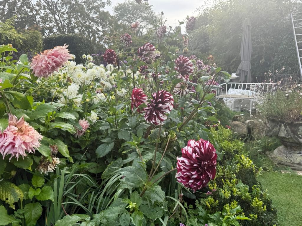 Richly planted mixed border with Dahlia in flower, by Flourish Landscaping