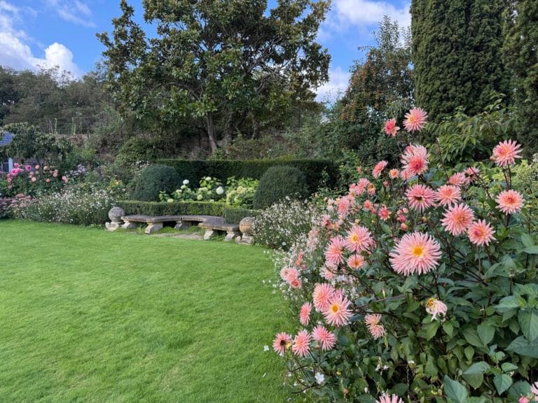 Mixed border with Dahlia and Rosa beside a lawn with brick edging, by Flourish Landscaping