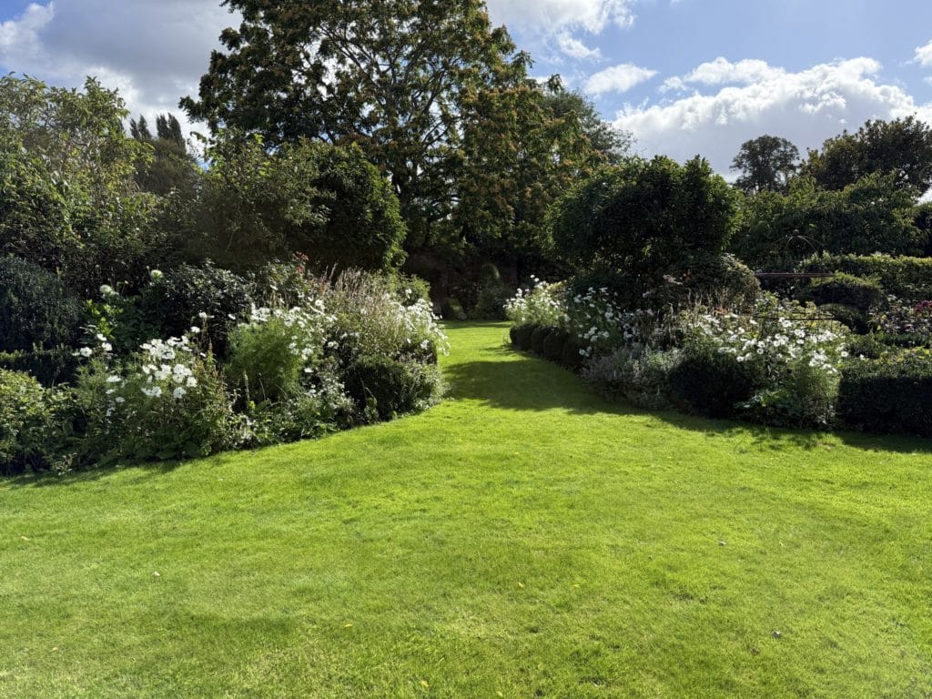 Wide striped lawn between white-flowering borders and clipped hedging in a Ham garden maintained by Flourish Landscaping