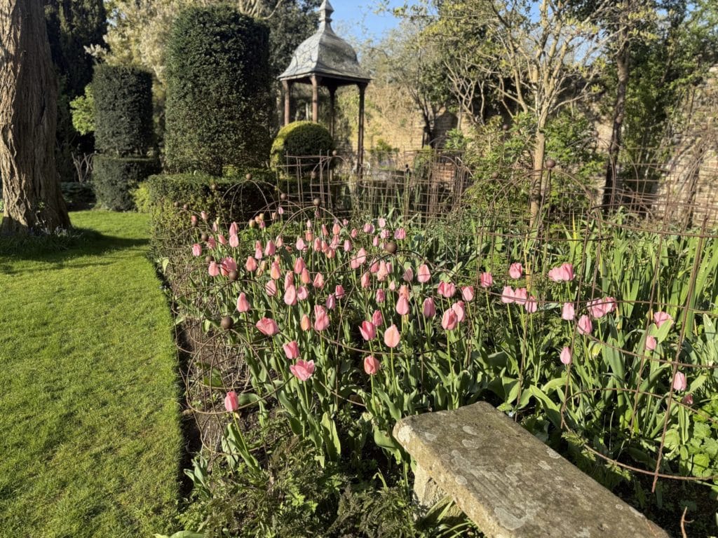 Drifts of pink Tulipa in a spring border beside a lawn, with clipped topiary and a gazebo behind, in a Ham garden looked after by Flourish Landscaping