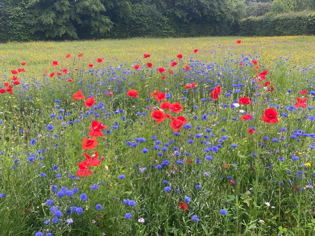 Papaver rhoeas (field poppies) and Centaurea cyanus (cornflowers) flowering in a Surbiton meadow in early summer