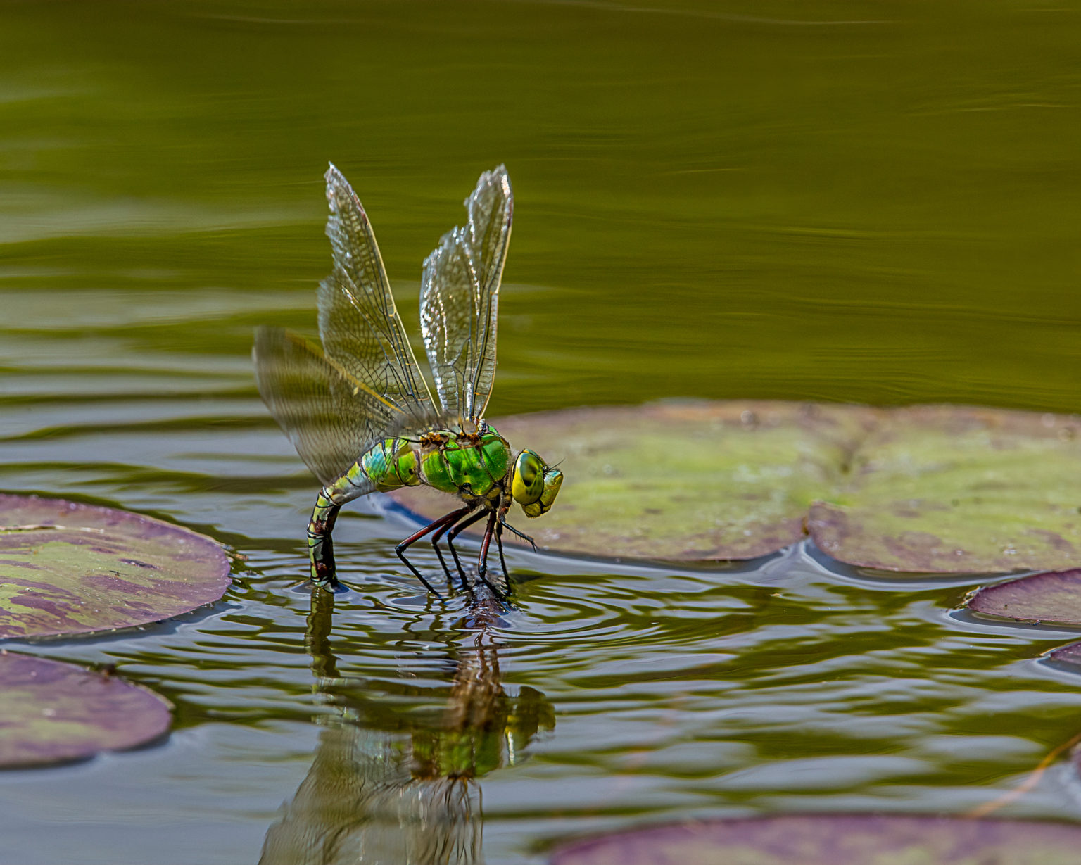 Female emperor dragonfly (Anax imperator) laying eggs among water lily pads