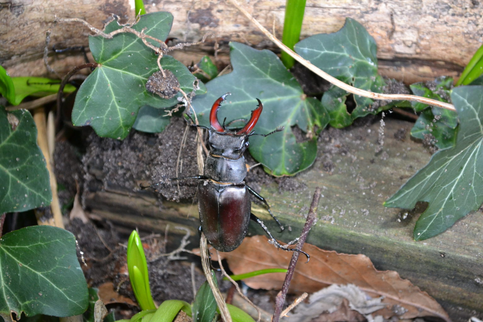 Male stag beetle (Lucanus cervus) with large antler-like jaws among ivy and leaf litter