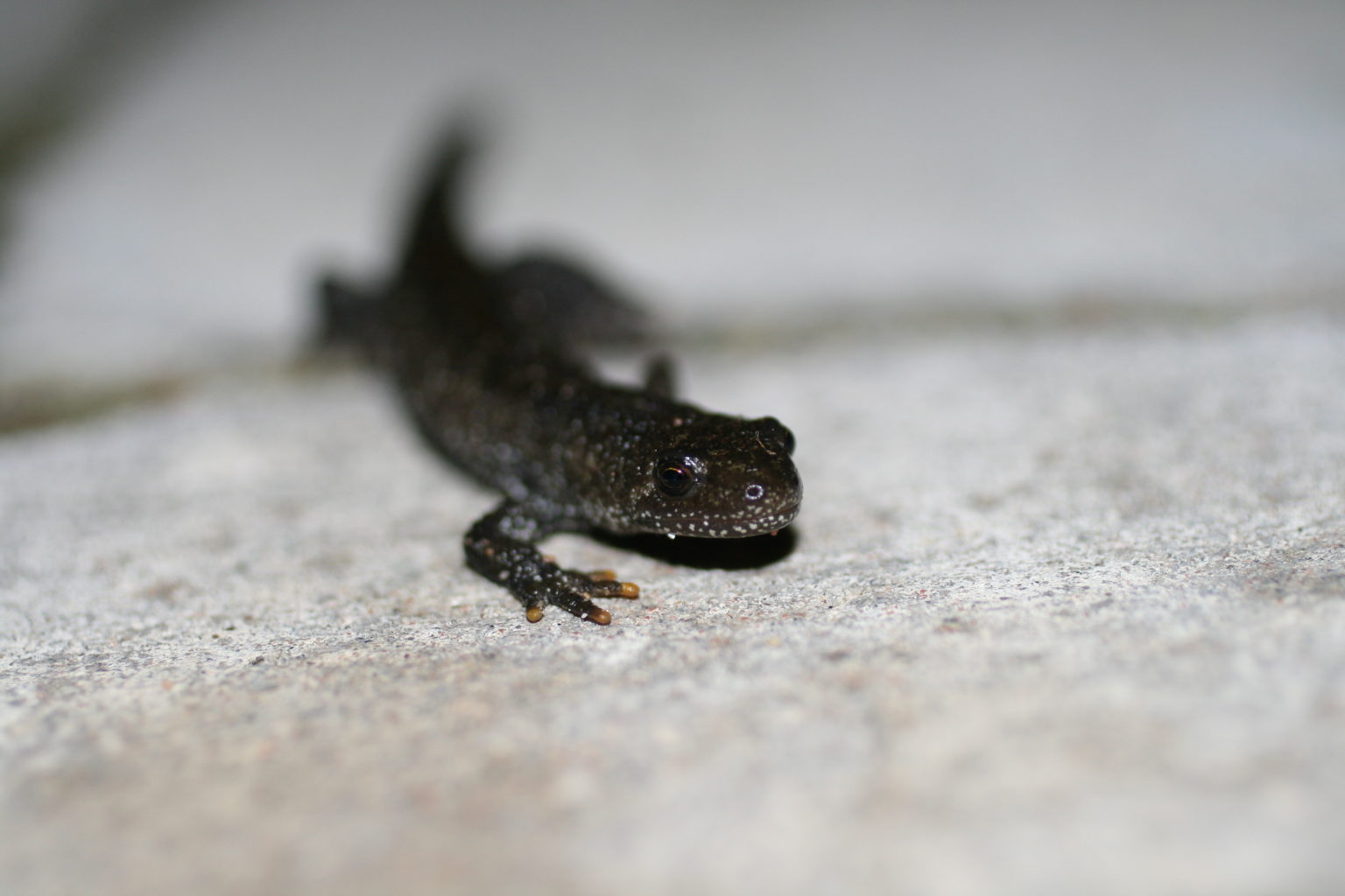 Great crested newt (Triturus cristatus) on dry ground, showing its dark warty skin