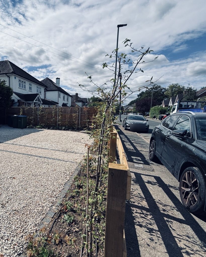 Newly planted mixed hedge behind a timber post and rail fence beside a gravel drive banded in dark setts, by Flourish Landscaping in Claygate