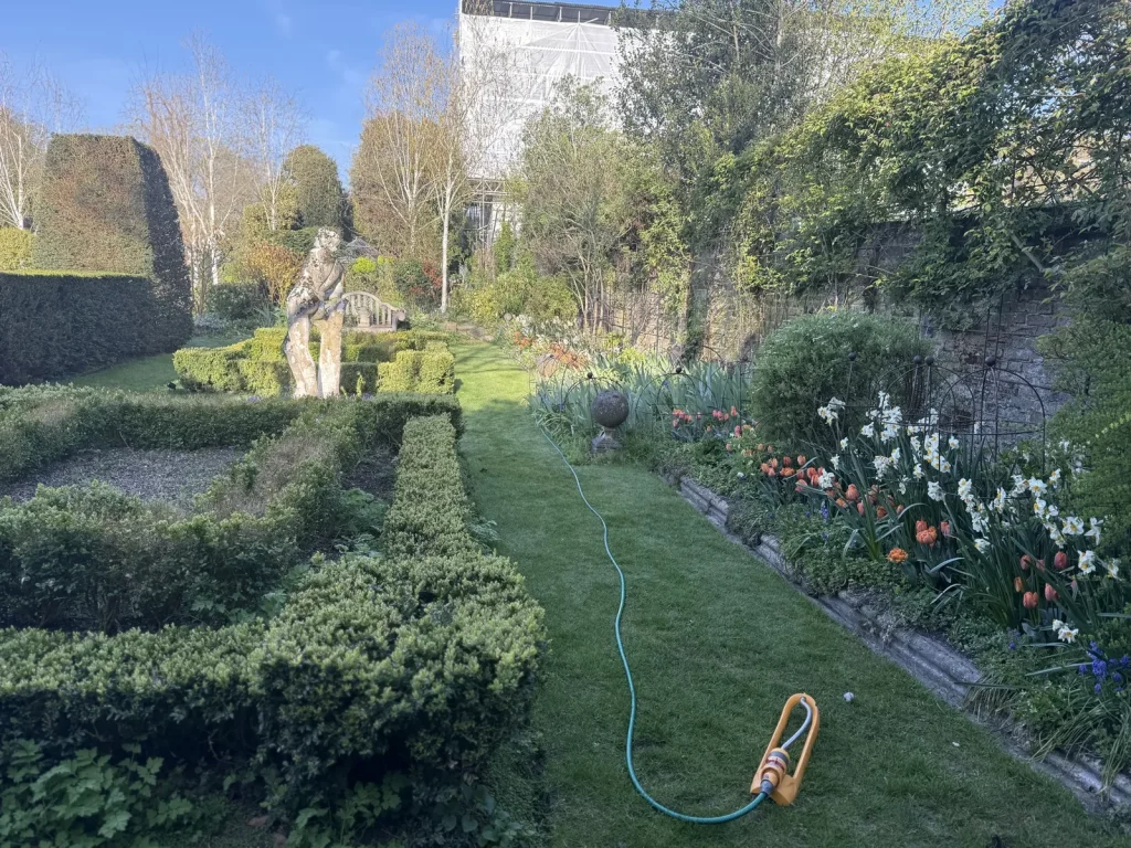 Walled border of white narcissi, orange tulips and blue grape hyacinths beside a lawn path and box parterre in April, Ham