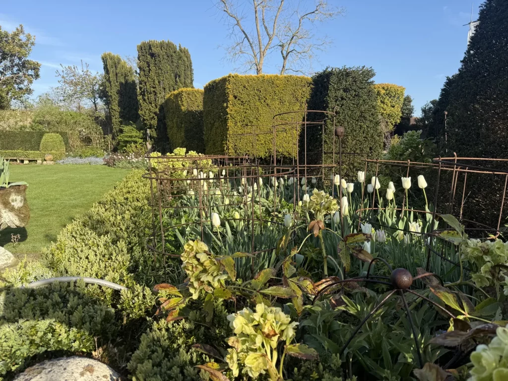 White tulips rising through hellebores inside plant supports, in front of clipped yew topiary in April, Ham
